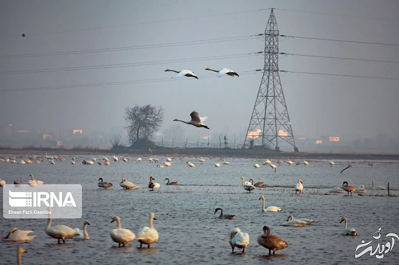 (تصاویر) قوهای فریادکش در تالاب سرخرود